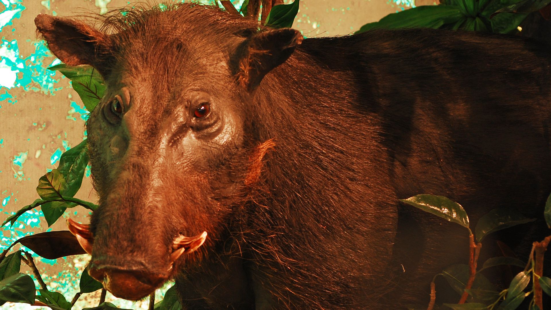 File:WLA hmns Giant Forest Hog.jpg