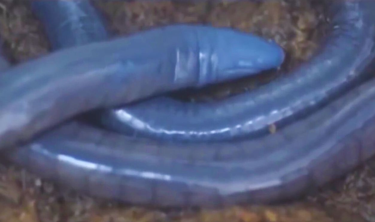 Atretochoana Eiselti