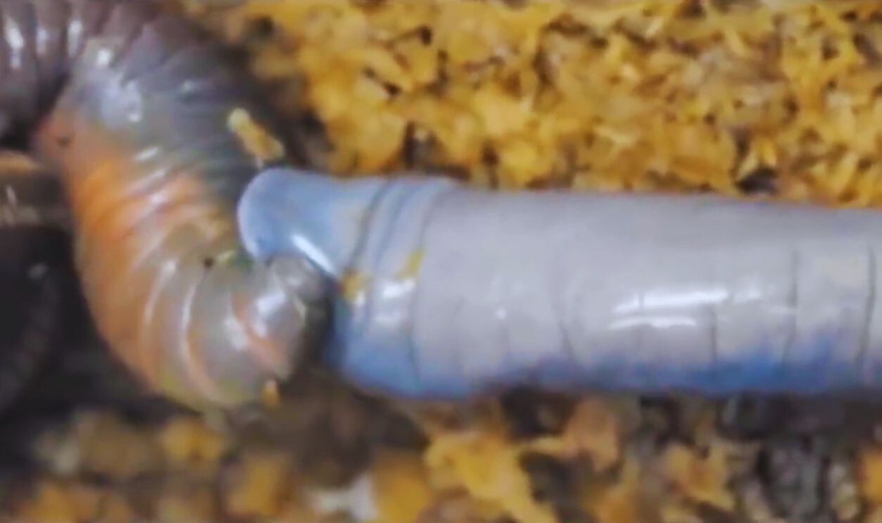  Atretochoana Eiselti