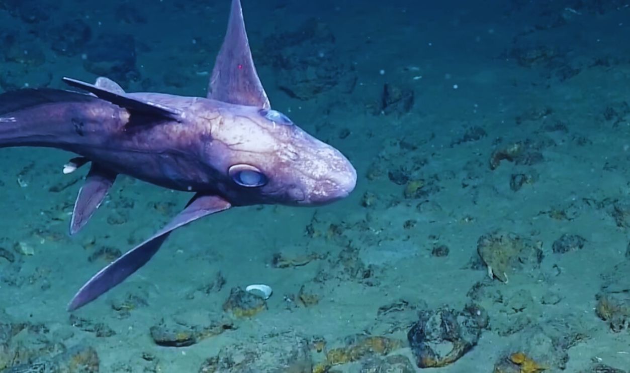 Ghost Shark (Chimaera)