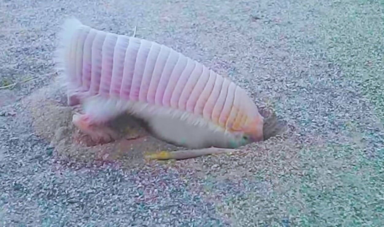 Pink Fairy Armadillo 