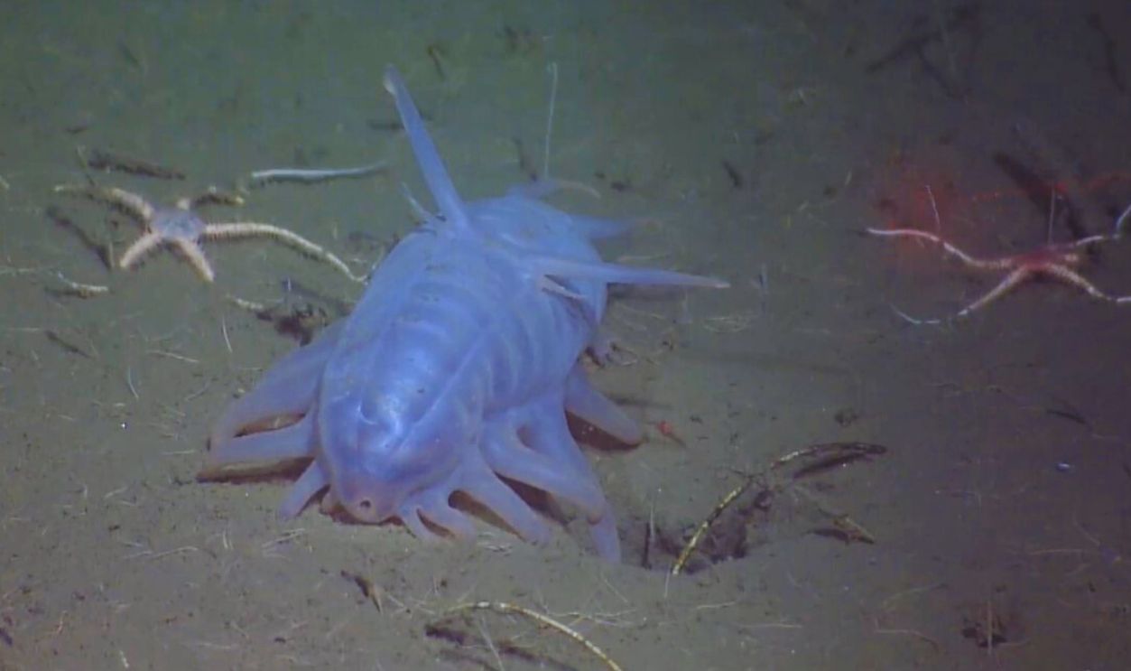 Sea Pig 