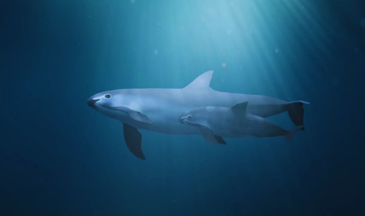 Vaquita