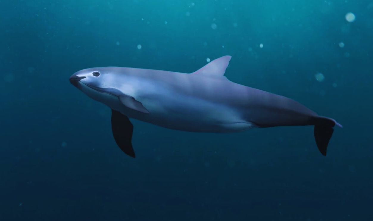 Vaquita