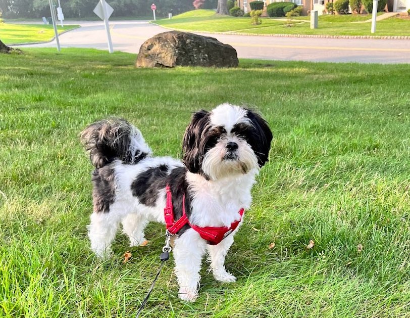 The image shows a dog, specifically a Shih Tzu, standing in an outdoor area
