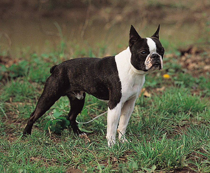 The image shows a dog, specifically a Boston Terrier, standing in an outdoor area
