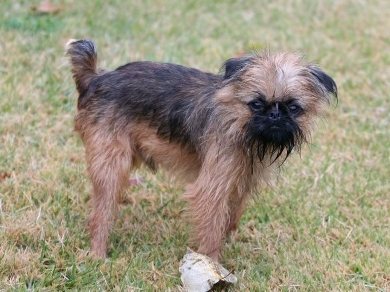 The image shows a dog, specifically a Brussels Griffon