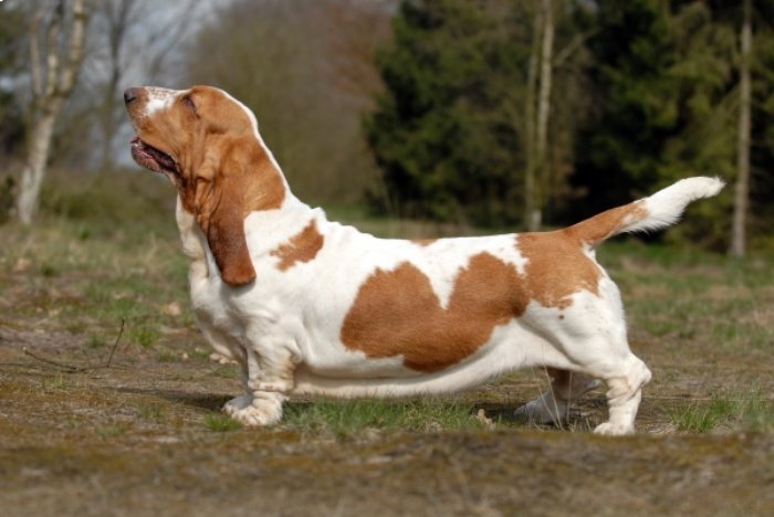 The image shows a dog, specifically a Basset Hound, standing in an outdoor area