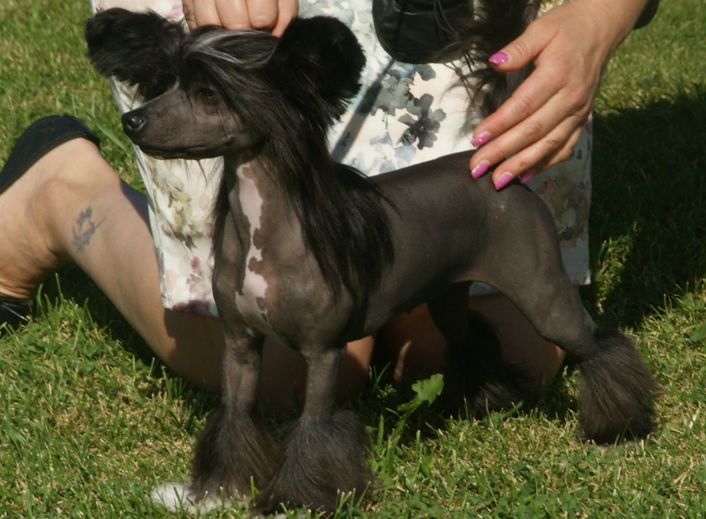 The image shows a dog, specifically a Chinese Crested, standing in an outdoor area