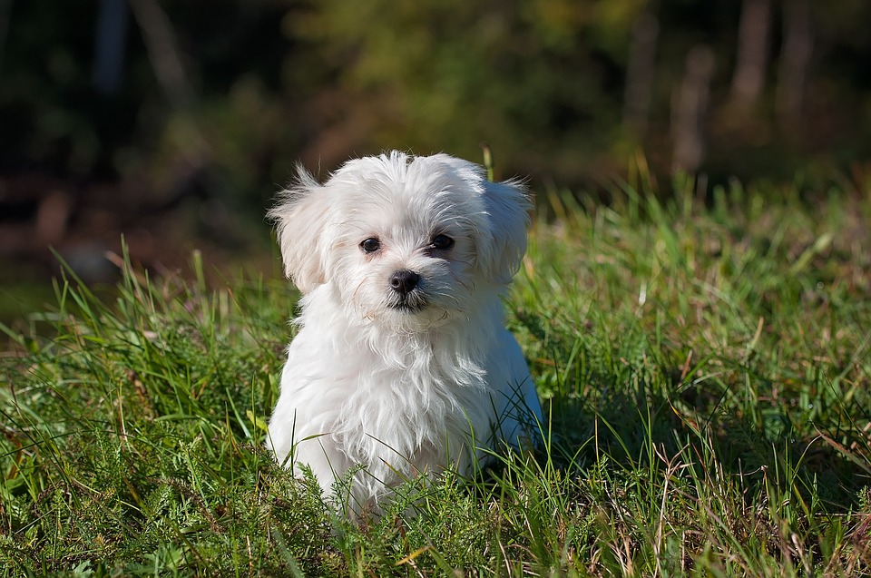 The image shows a dog, specifically a Maltese, standing in an outdoor area