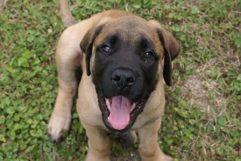 The image shows a dog, specifically a Mastiff, standing in an outdoor area