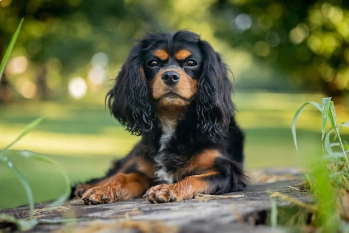 The image shows a dog, specifically a Cavalier King Charles Spaniel