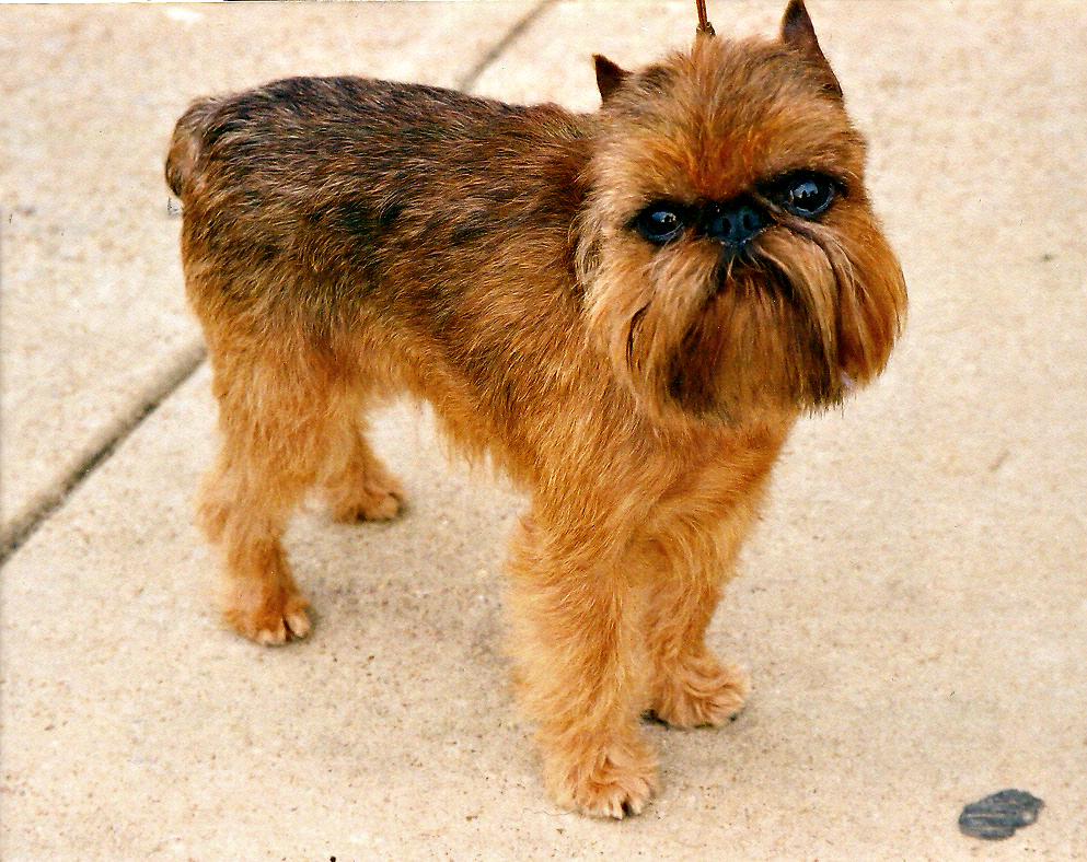 The image shows a dog, specifically a Brussels Griffon