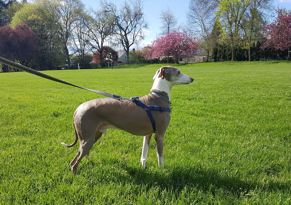 The image shows a dog, specifically a Italian Greyhound, standing in an outdoor area