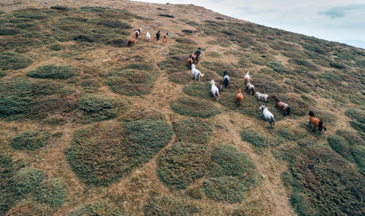 Aerial view of Free horses running into the wild mountain fields, drone's flight over herd of horses in the high mountains. - stock photo View from above of running horses at the edge of a mountain ridge at sunset, outdoors activities, chasing horses, horse flocking