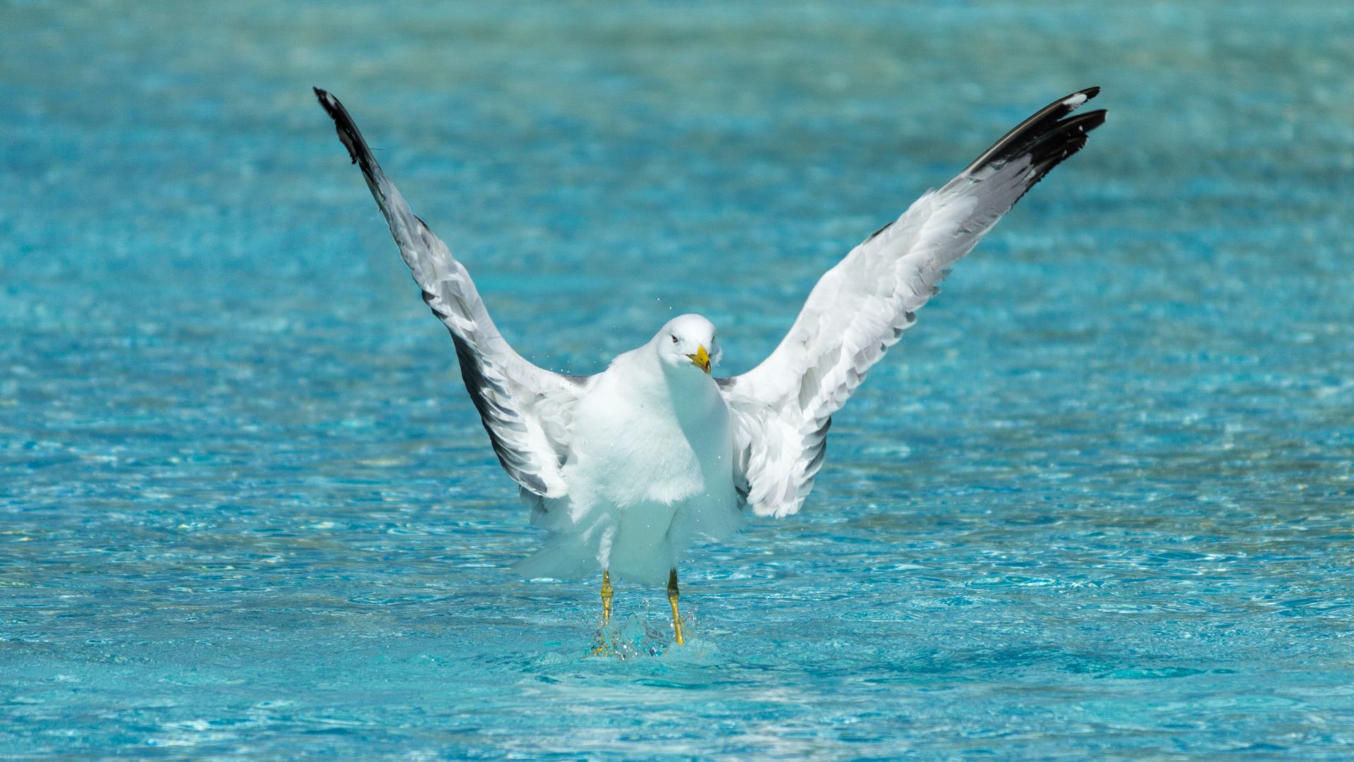 File:Yellow-legged gull, CAC (6).jpg