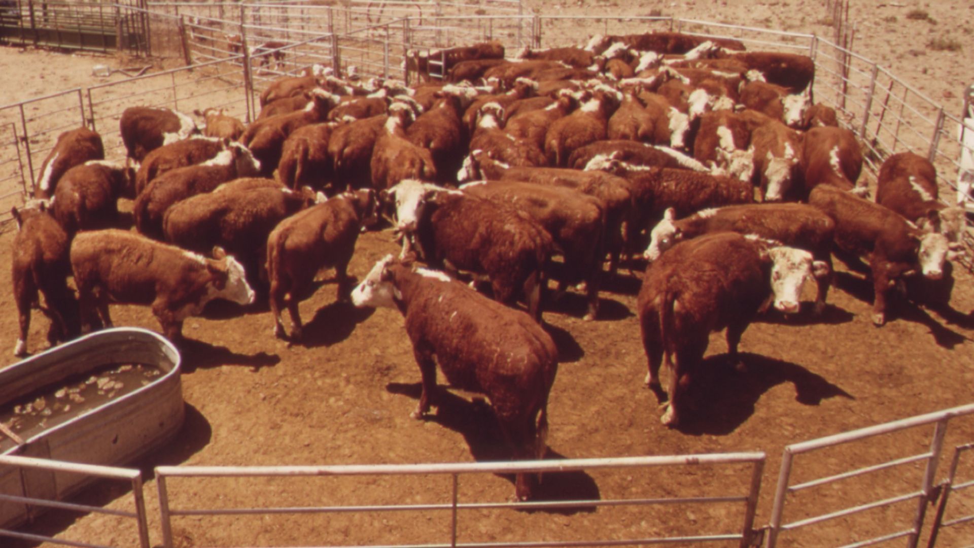 File:ANNUAL SPRING ROUNDUP OF CATTLE RAISED ON EXPERIMENTAL FARM OPERATED BY EPA'S LAS VEGAS NATIONAL RESEARCH CENTER - NARA - 548955.jpg