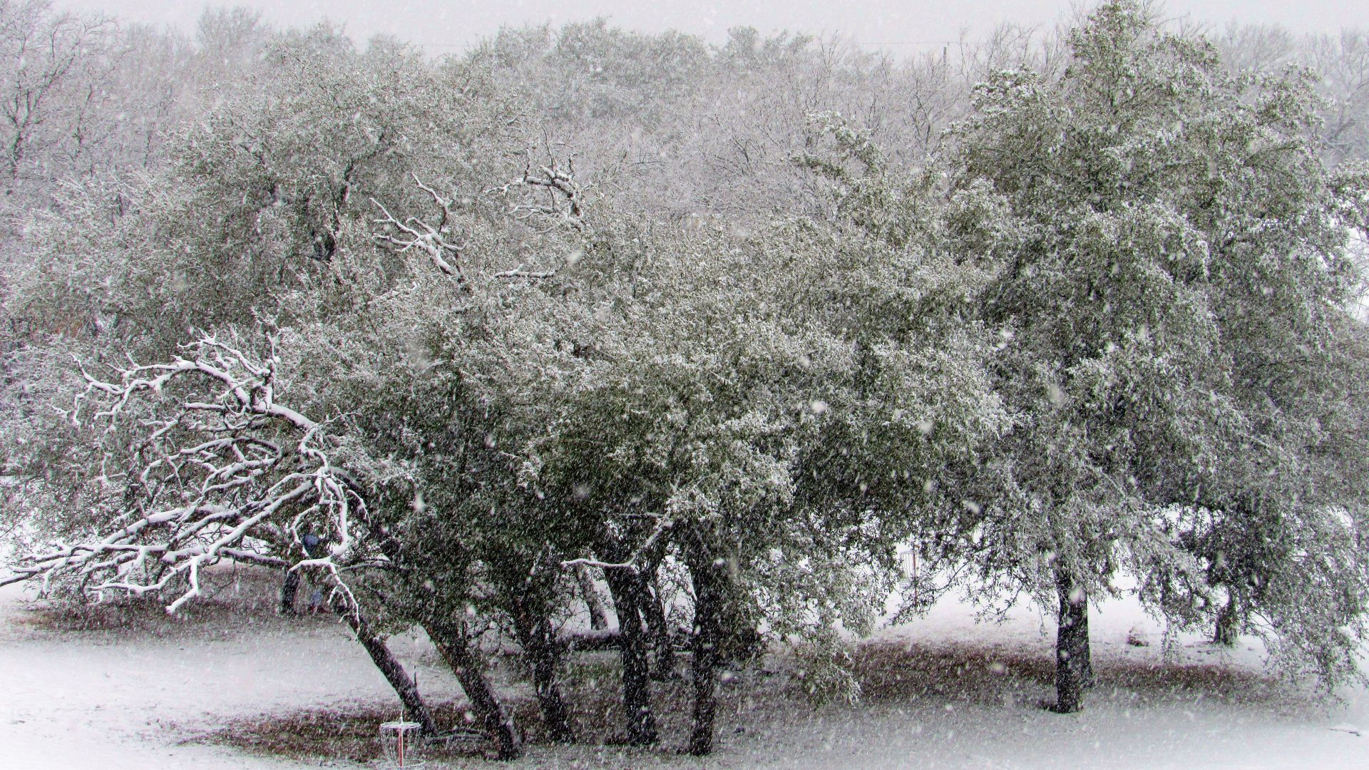 File:Winter Storm Uri in Austin, Texas 04.jpg