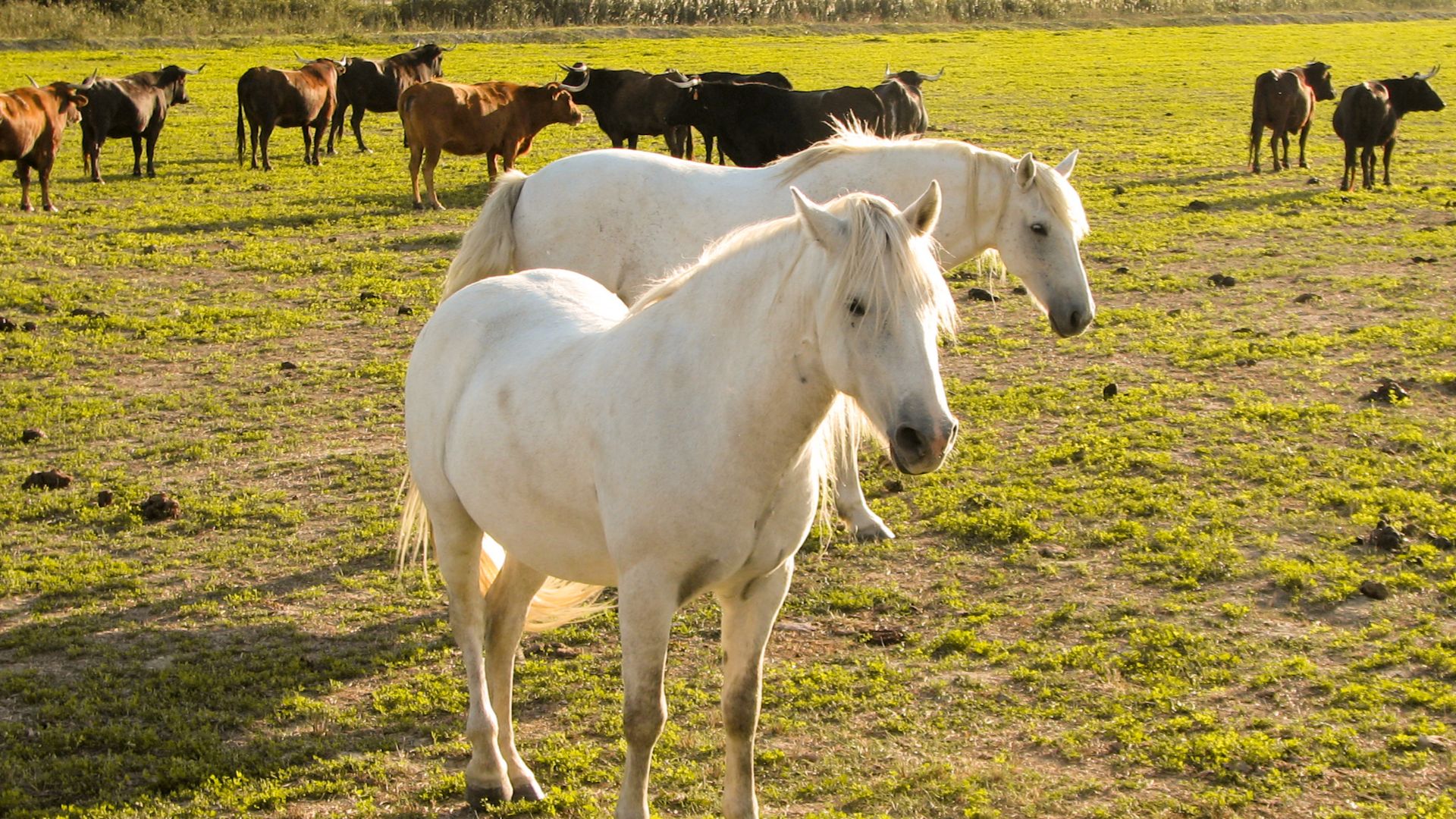 File:Horses in the Camargue 1.jpg