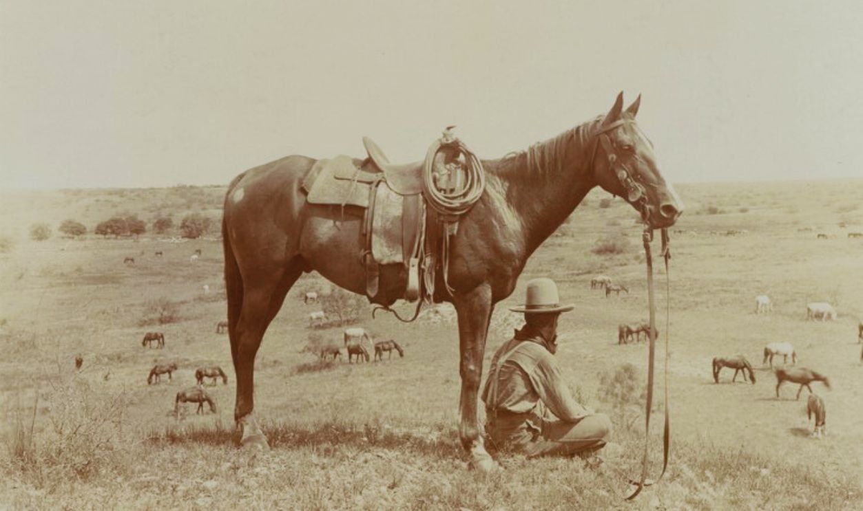 horse_wrangler