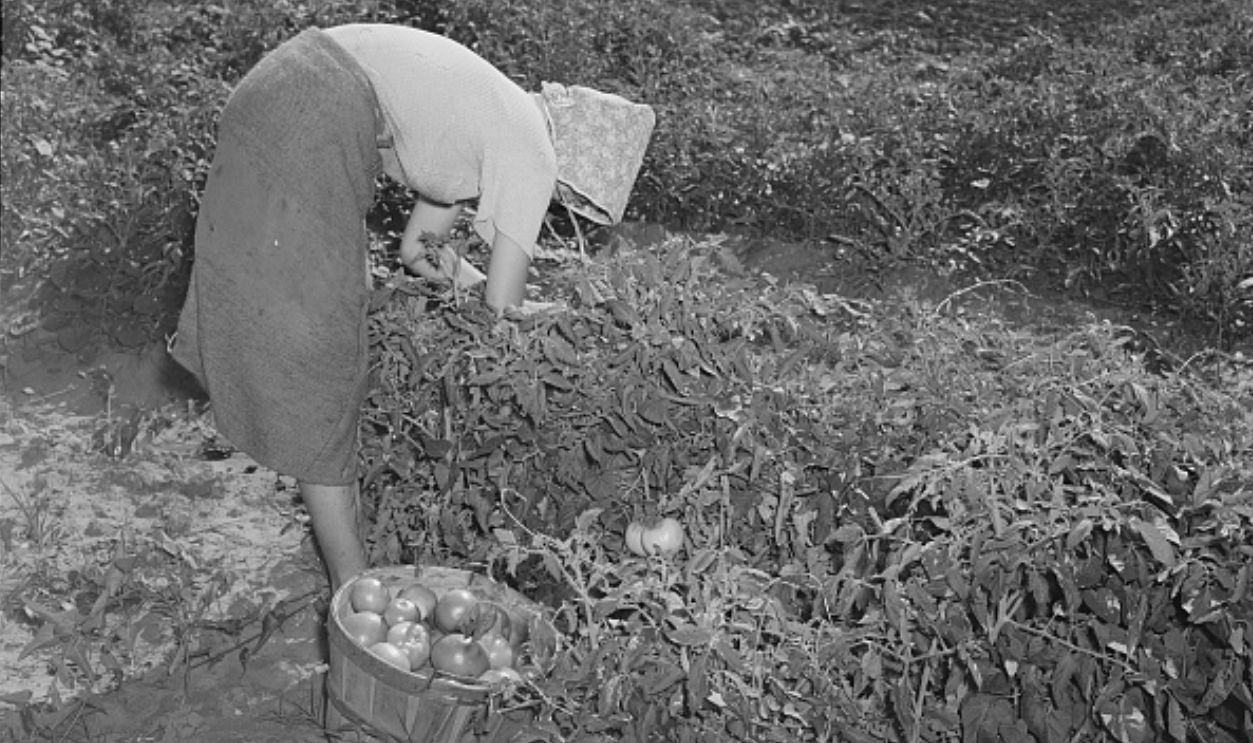 Tenant Farmer Picking Tomatoes