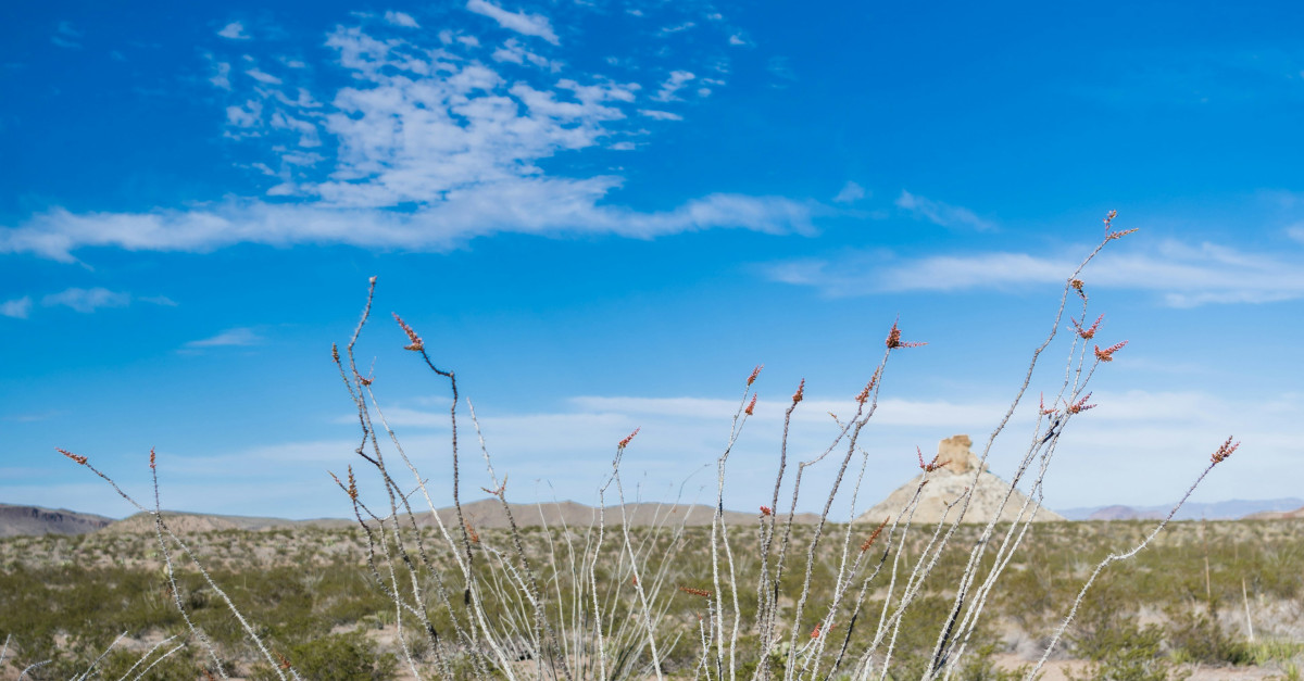 a small plant in the middle of a desert
