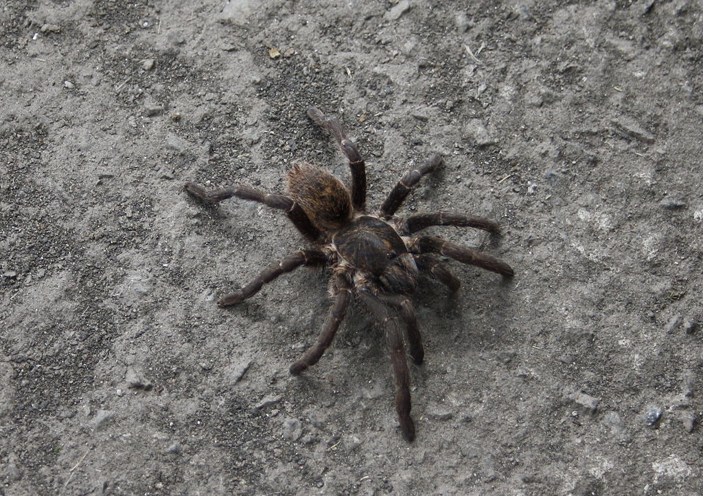 Baboon Spider (Harpactirinae)