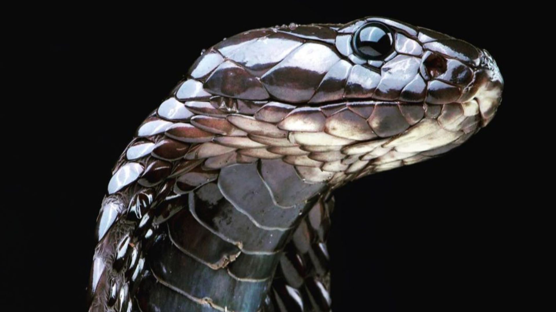 File:Egyptian Cobra (Ouraeus) - Upper.png