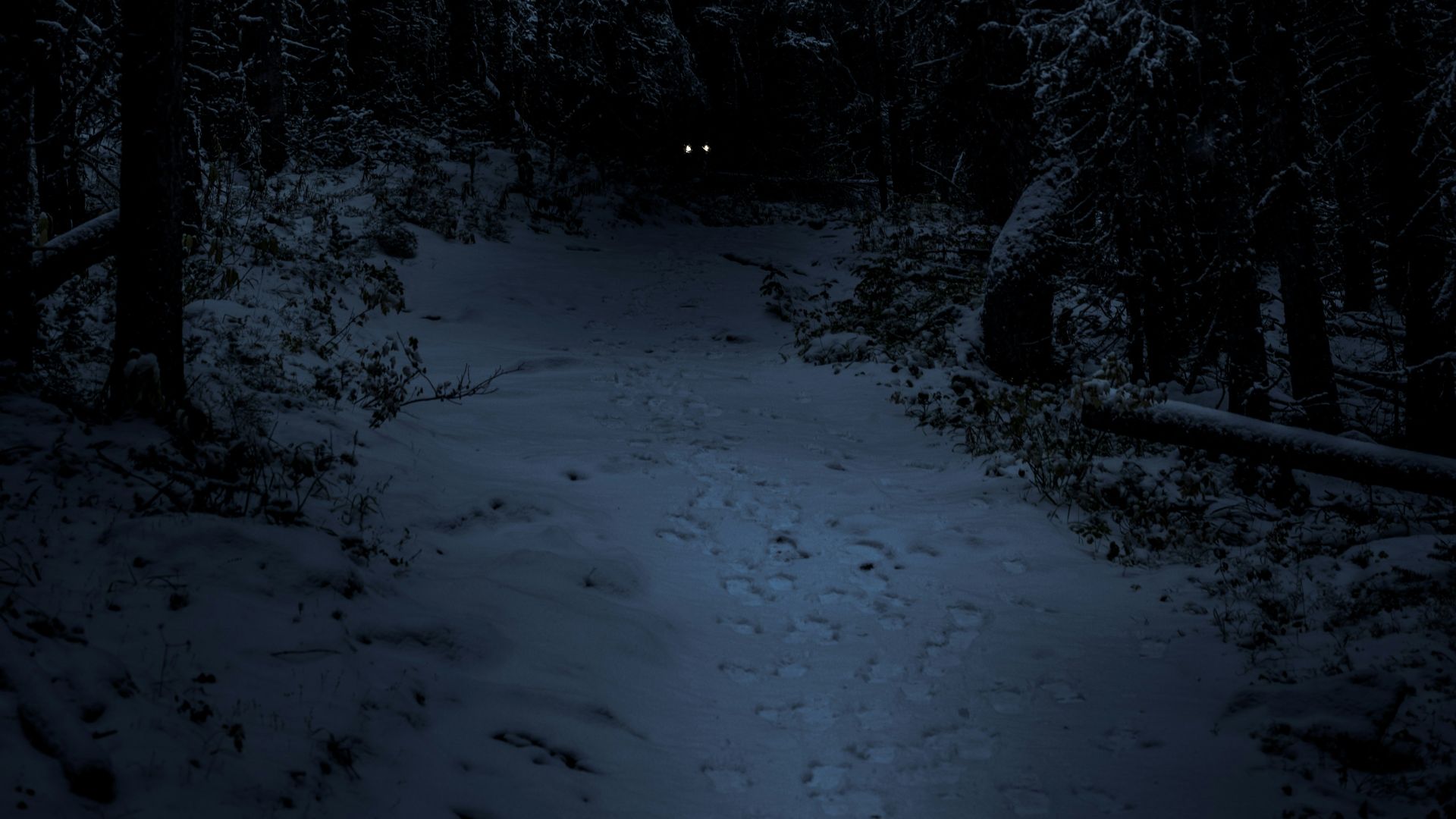 landscape photography of forest