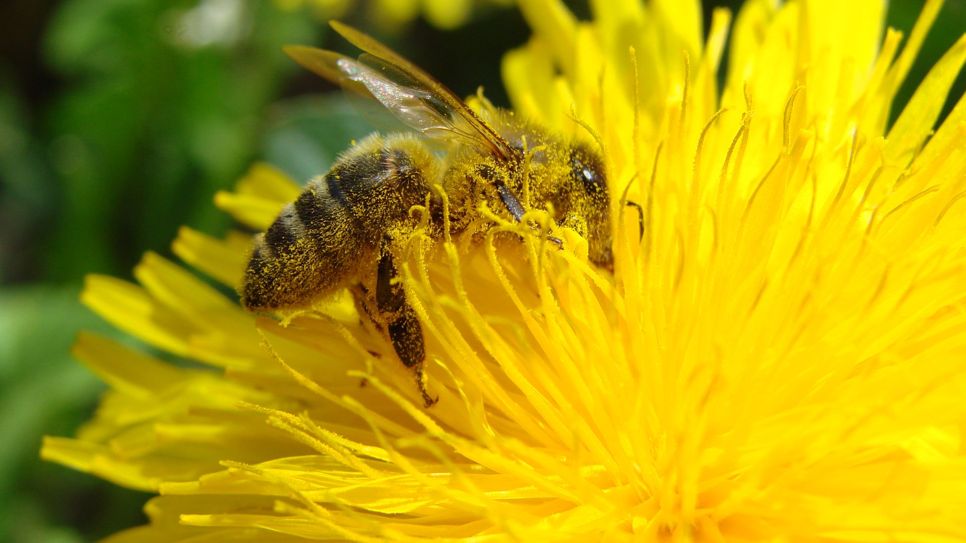 File:Pollination Bee Dandelion.JPG
