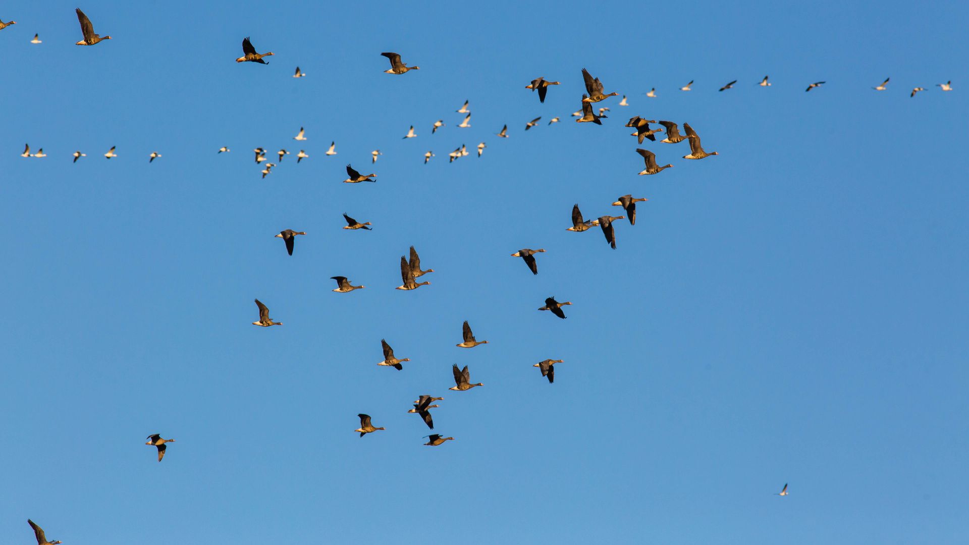 File:Greater white-fronted goose (32014381228).jpg
