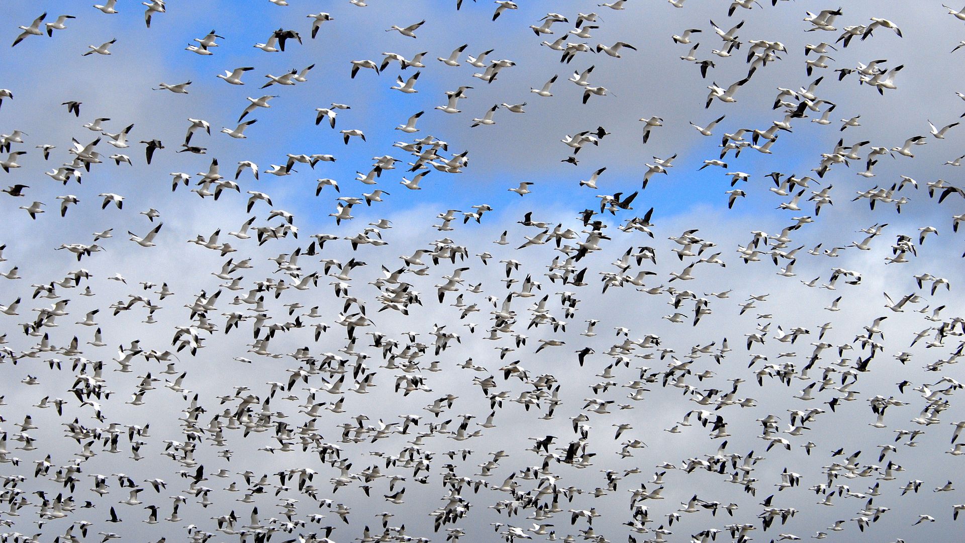 File:Geese during migration (5657719049).jpg