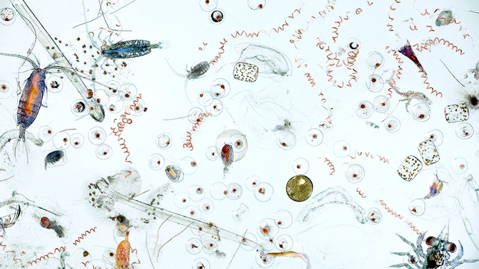 File:Marine microplankton.jpg