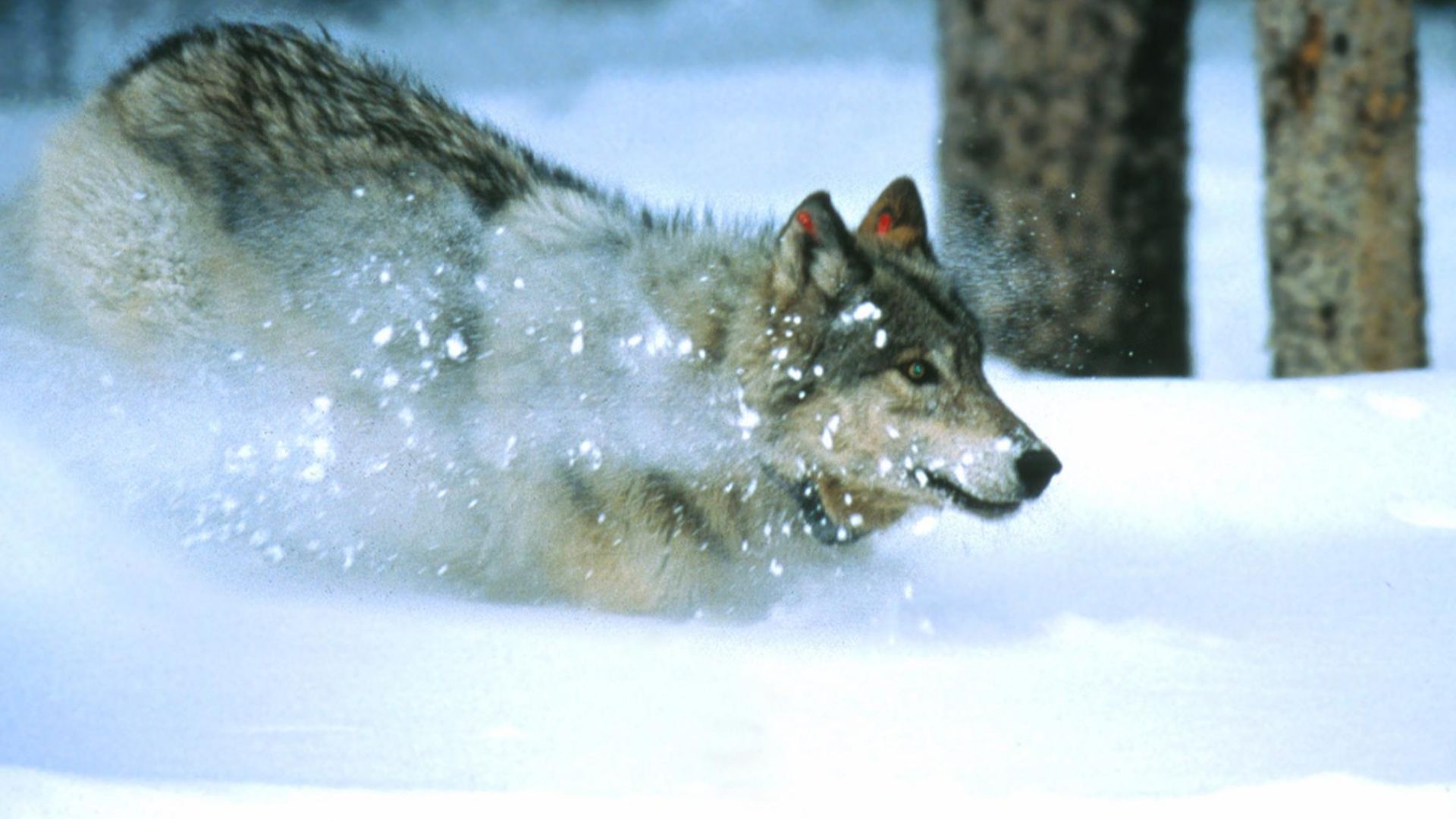 File:Wolves at Yellowstone National Park (208c3030-c534-4aec-bd86-97e6864a61f2).jpg