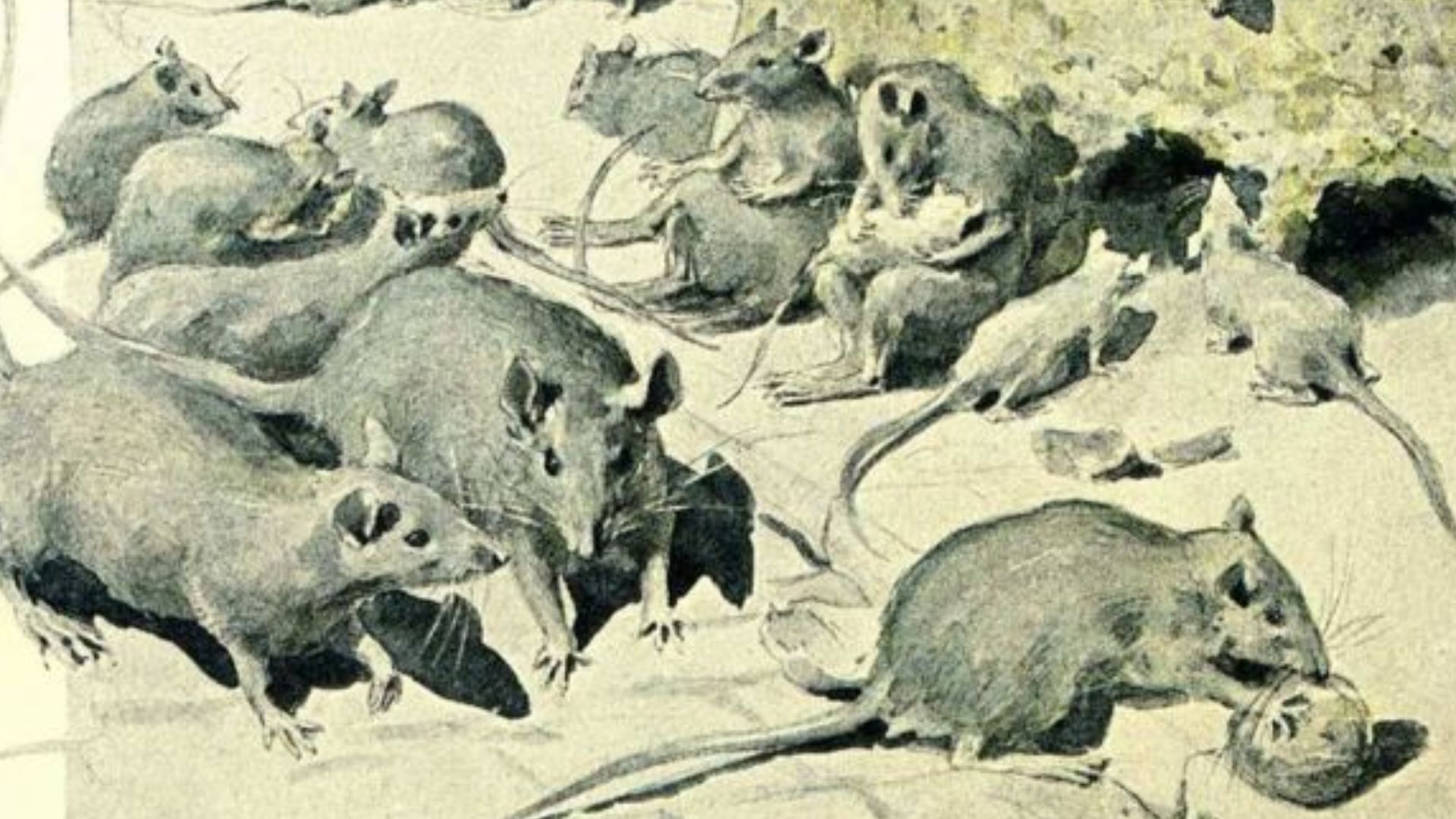 File:'Aventures de la famille Raton' by Felicien de Myrbach 07.jpg