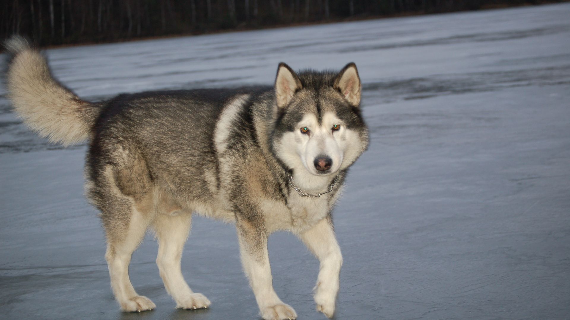 File:Alaskan Malamute - panoramio.jpg