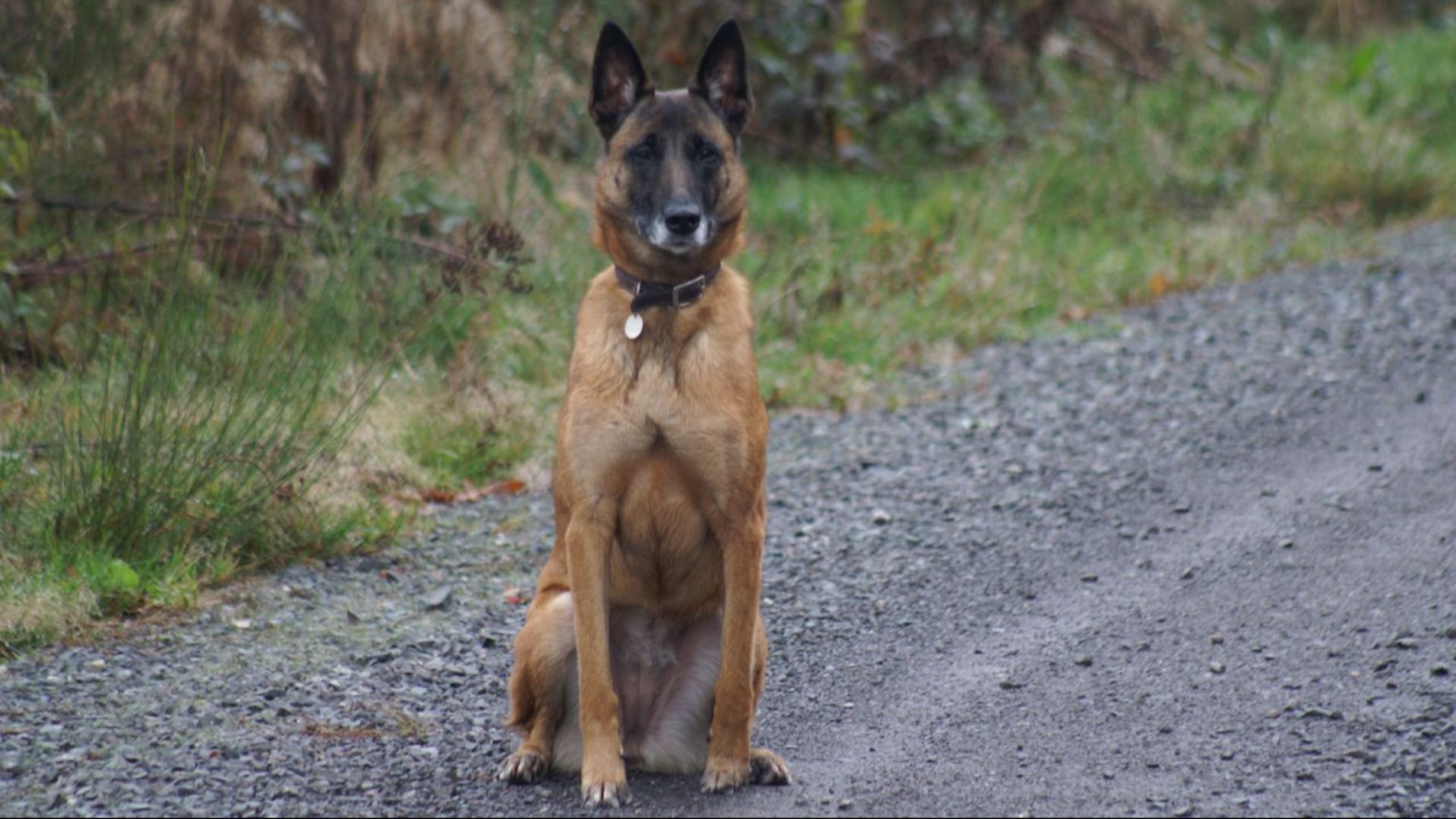 File:Malinois looking.jpg