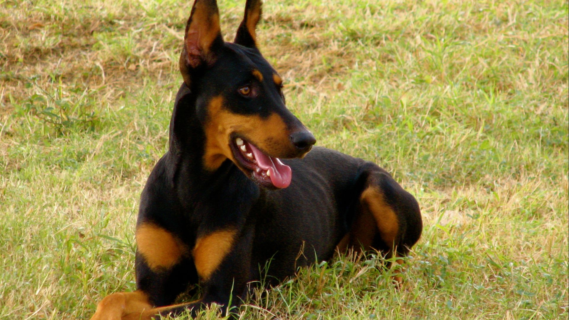 File:Doberman Pinscher down.jpg