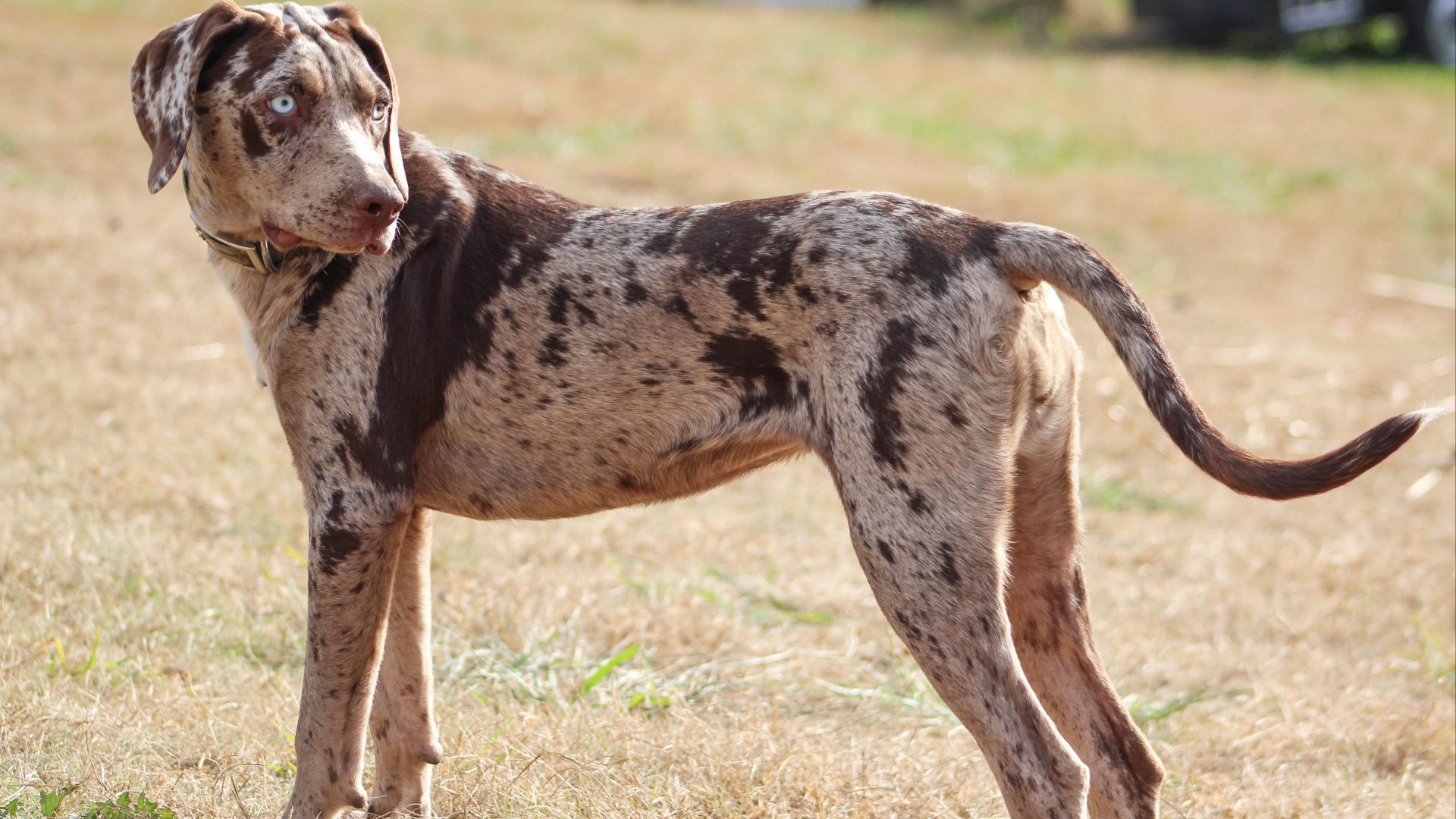 File:SasquatchCatahoulaCurDog.jpg