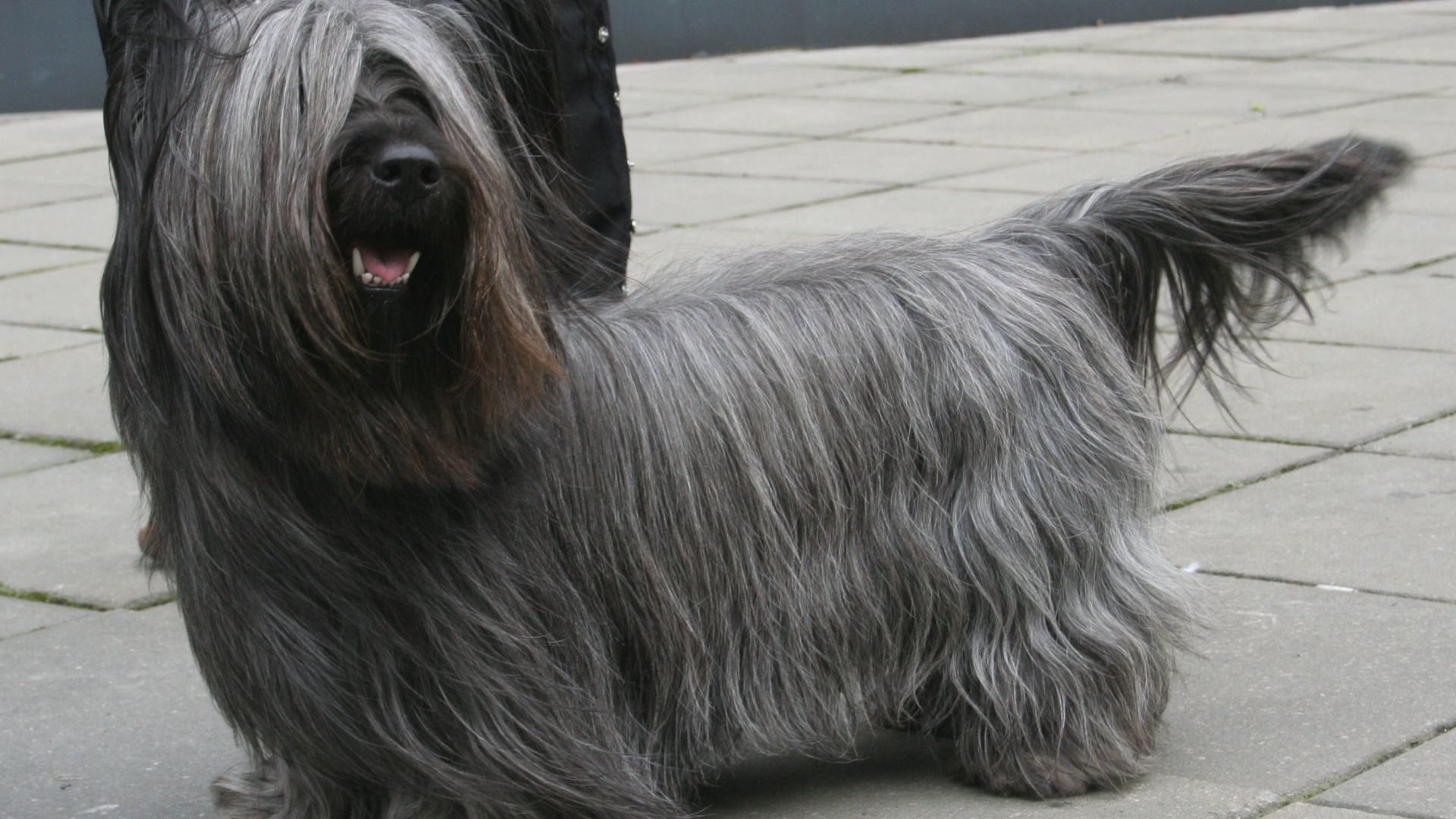 File:Skye terrier 800.jpg