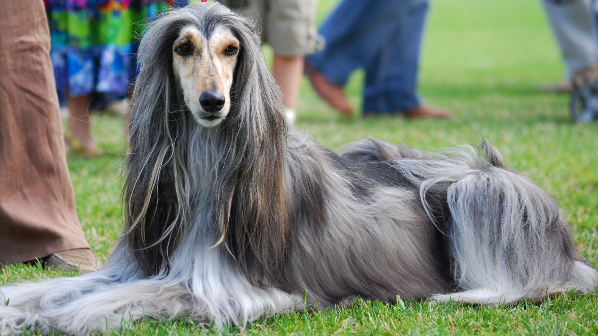 File:Arabian Hound 001 U.jpg