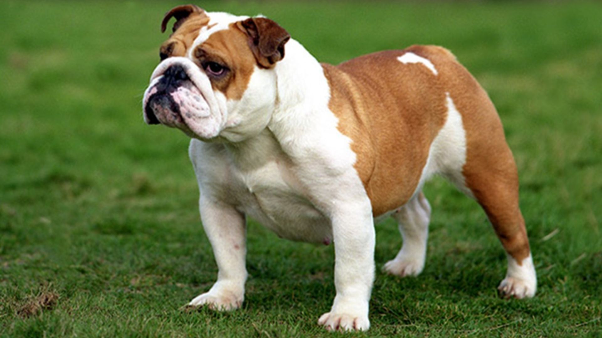 File:Bulldog inglese.jpg