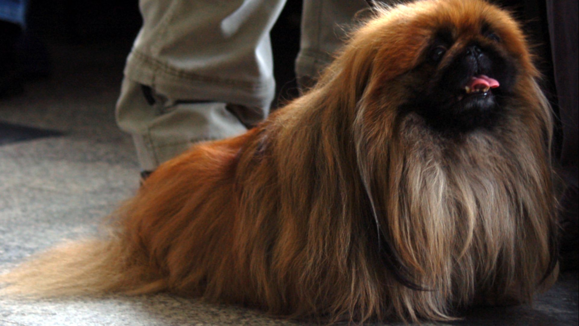 File:Pekińczyk f64.jpg