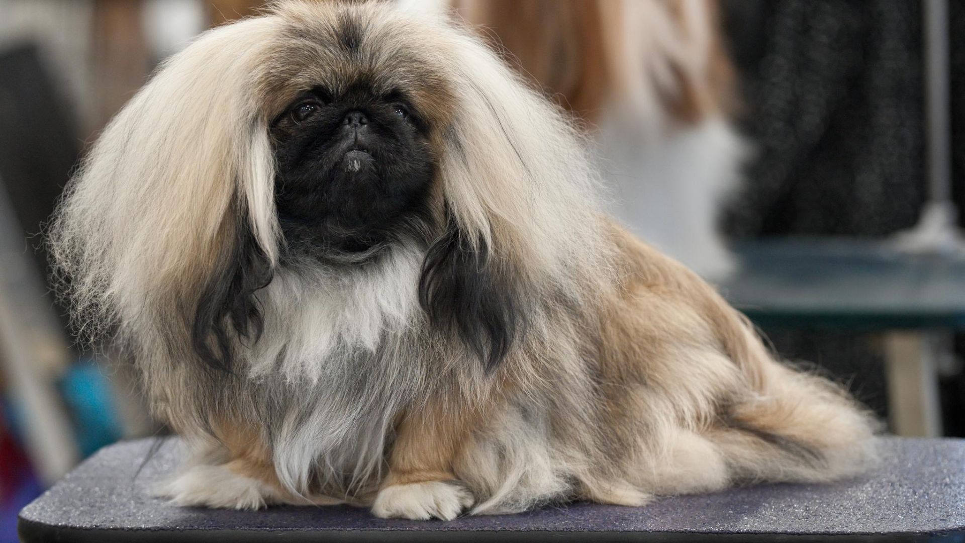 File:1AKC Pekingese Dog Show 2011.jpg