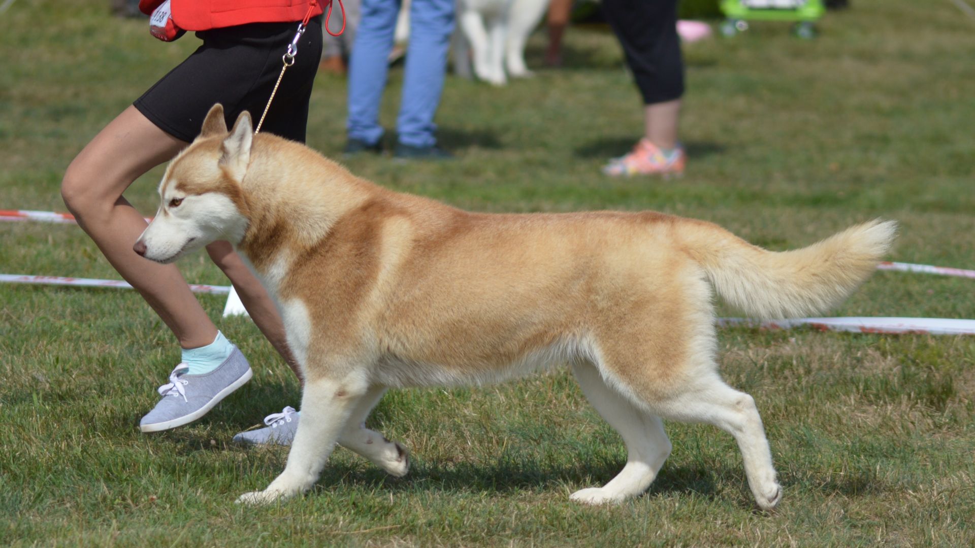 File:Alaskan malamute 2021.jpg