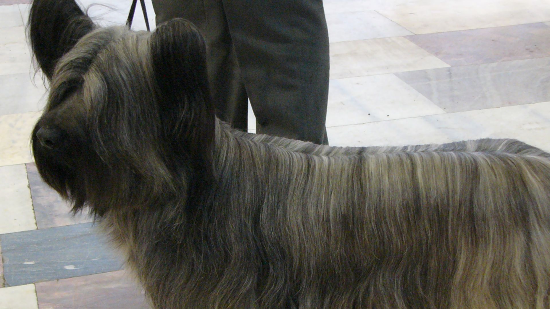 File:Skyeterrier.jpg