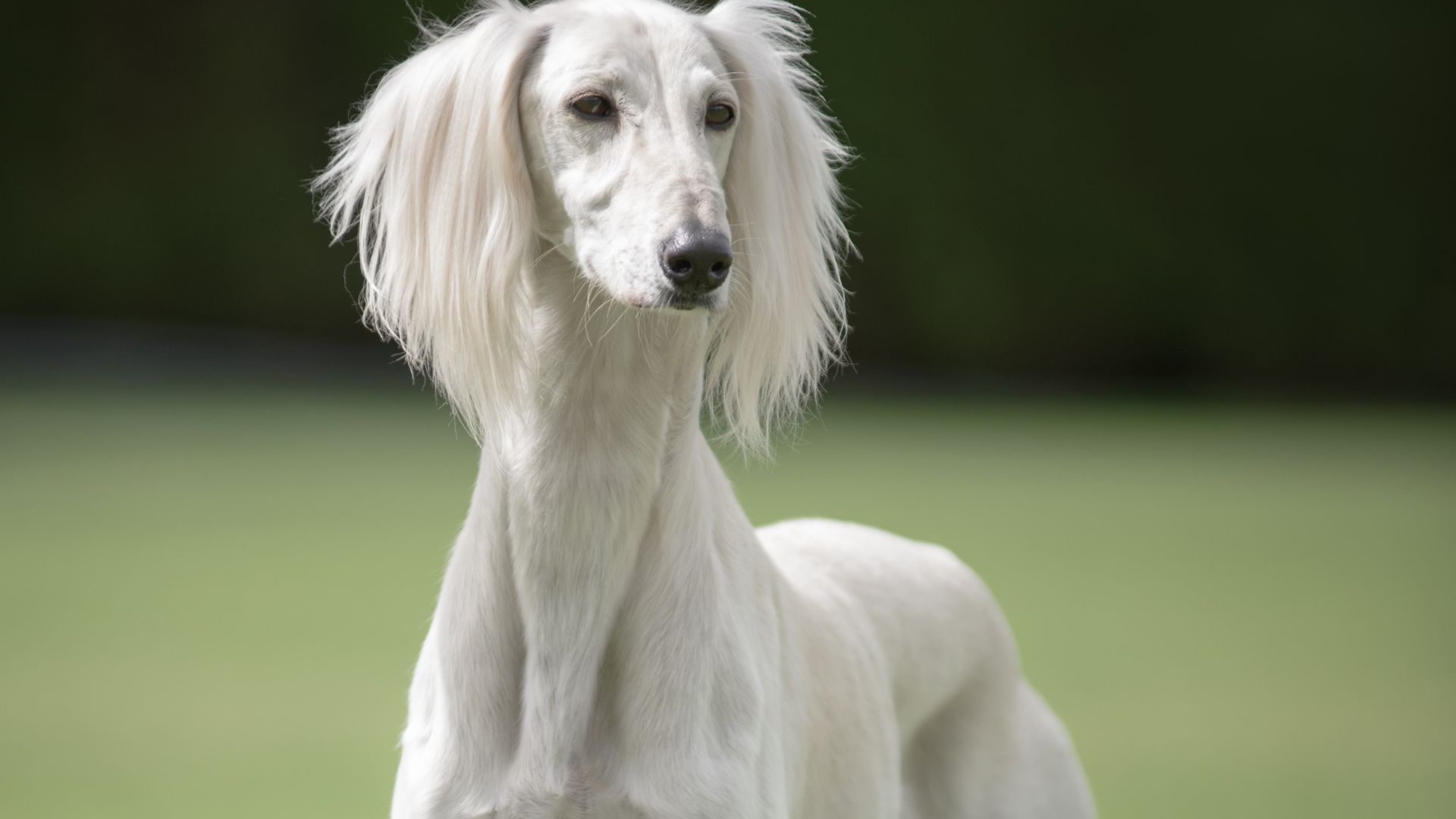 File:Cream saluki on grass.jpg