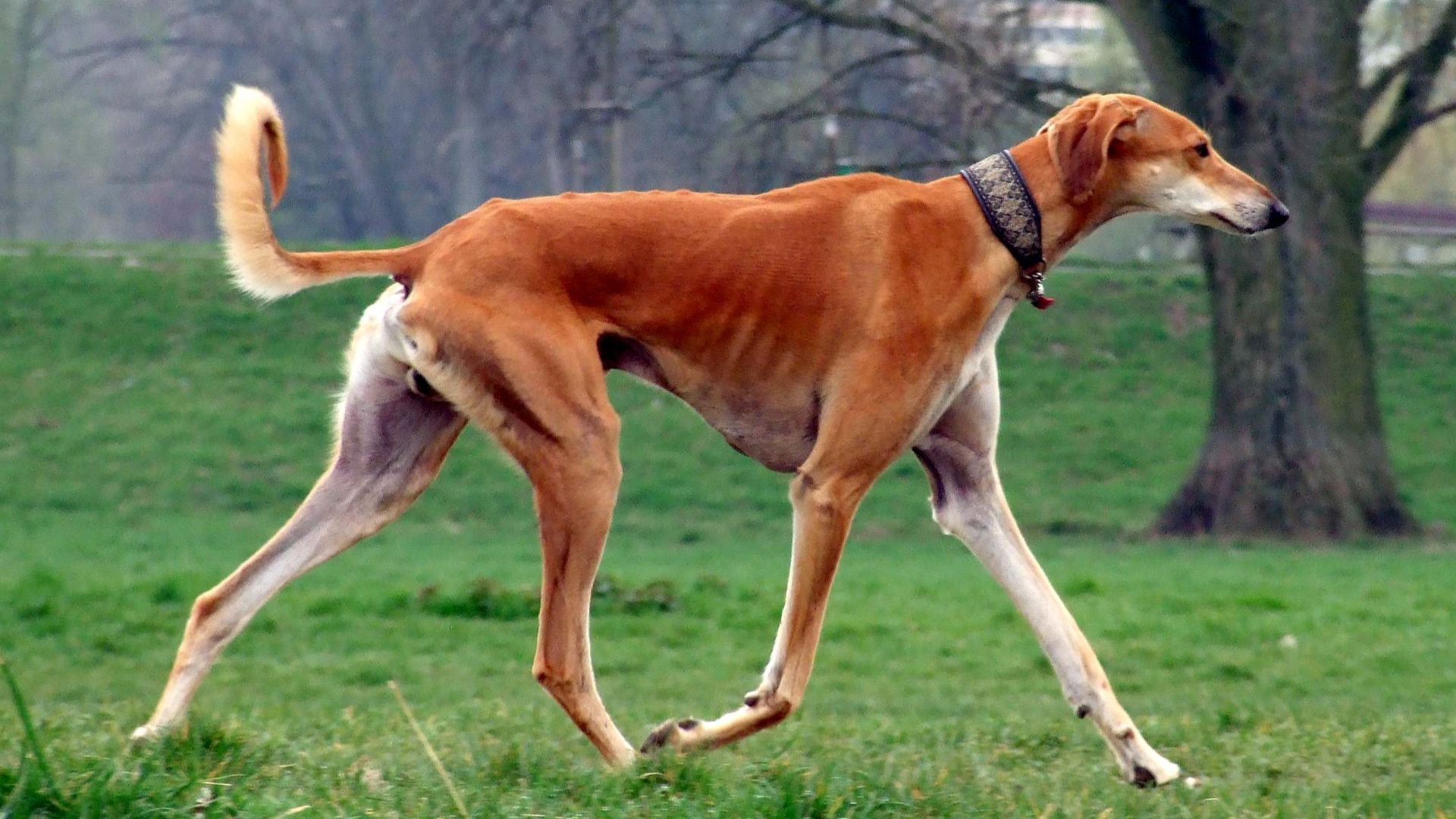 File:Red Smooth Saluki.jpg