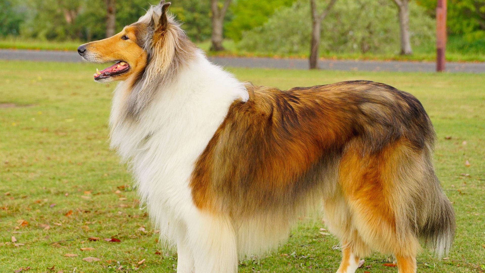 File:Rough-Collie-japan08 (cropped).jpg