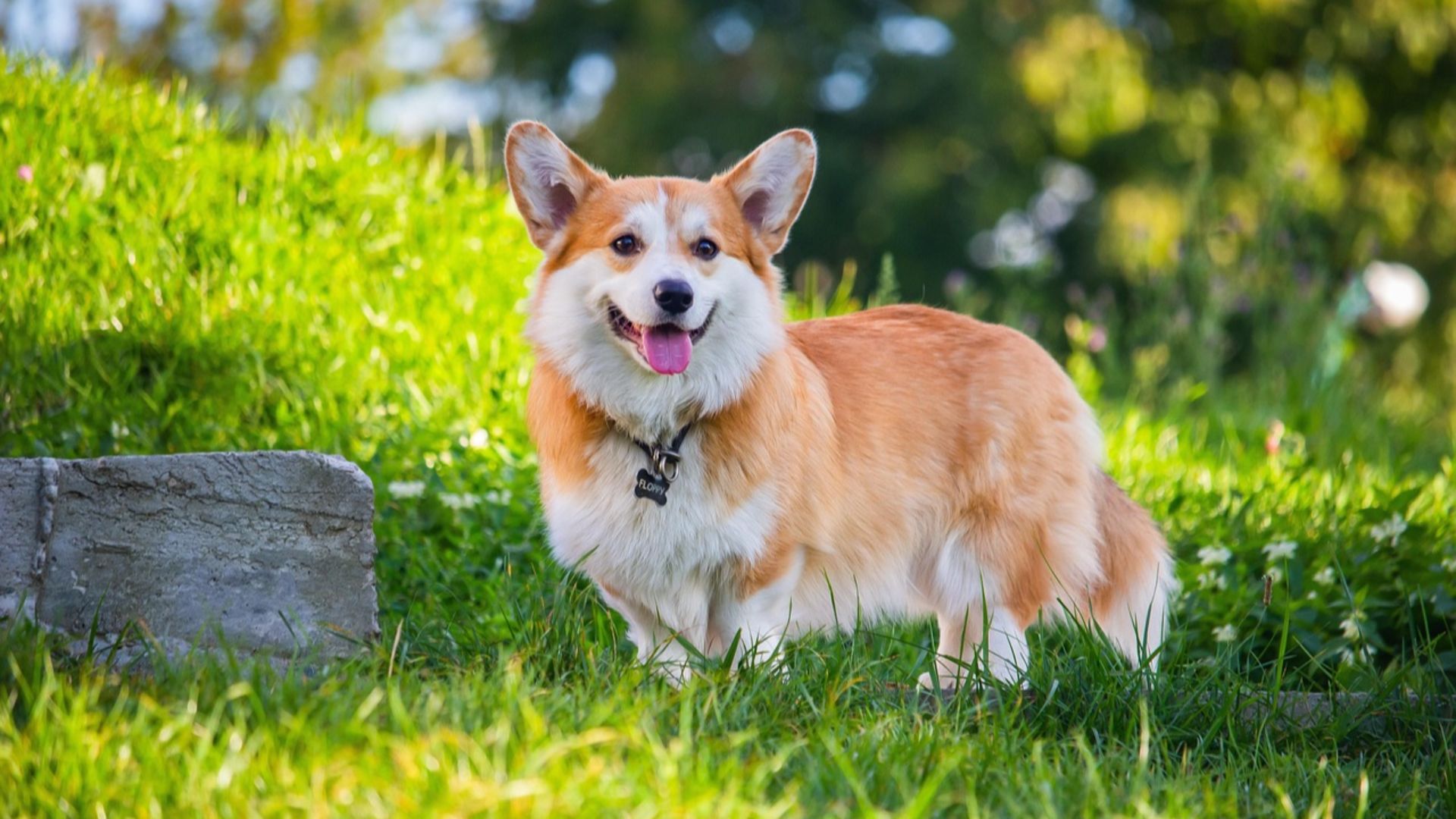 MolnarSzabolcsErdely